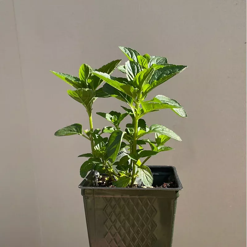 organic-spearmint-please-call-shop-availability Organic Spearmint- Please call shop for availability