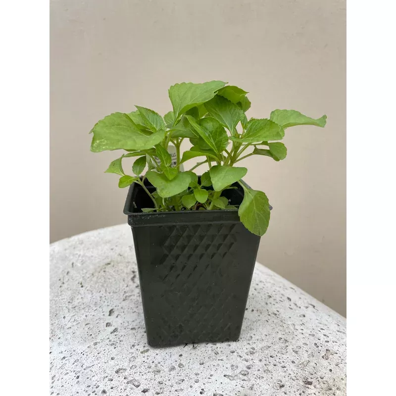 organic-spilanthes-acmella-oleracea-please-call-shop-availability Organic Spilanthes, Acmella oleracea - Please call shop for availability