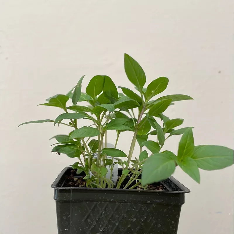 organic-thai-basil-please-call-shop-availability Organic Thai Basil- Please call shop for availability