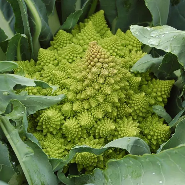 Organic Veronica Romanesco Cauliflower