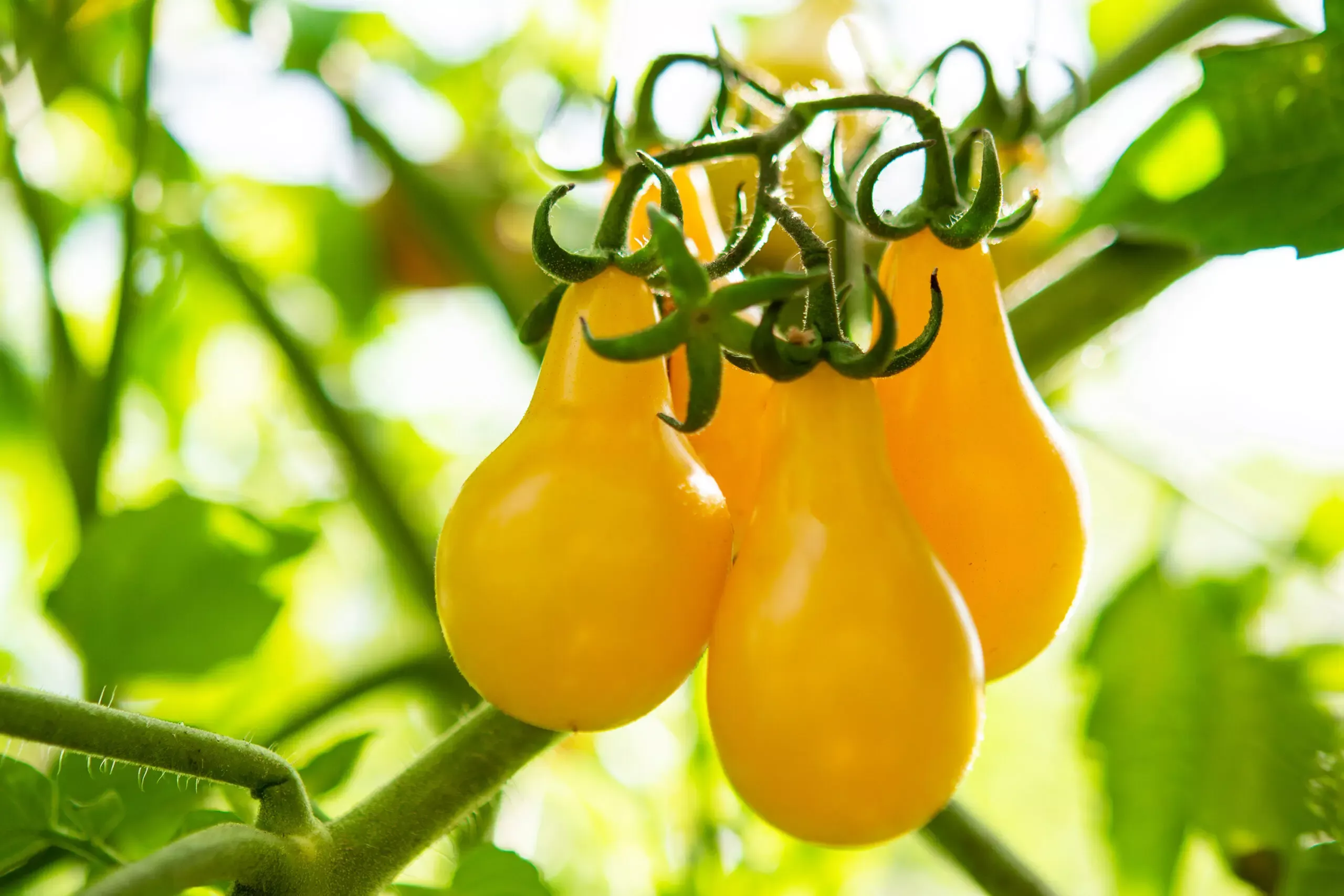 Organic Yellow Pear Tomato
