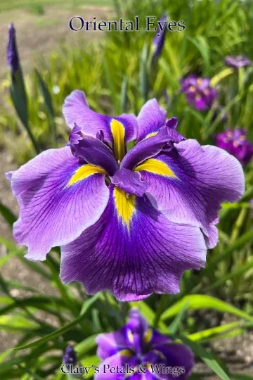 oriental-eyes-ensata-japanese-iris ORIENTAL EYES - Ensata - Japanese Iris