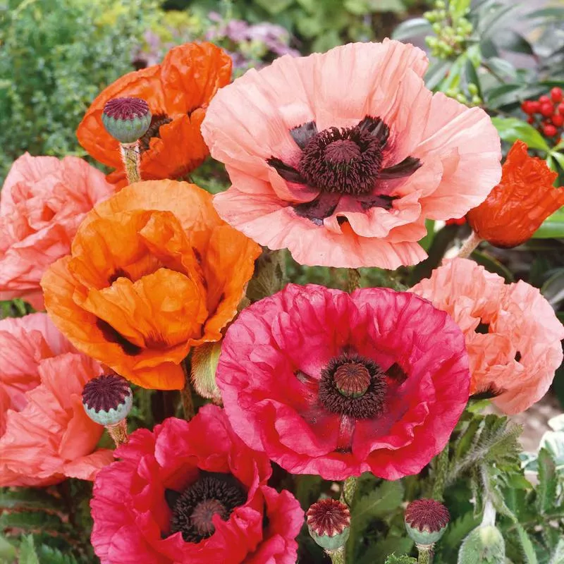 oriental-poppy-seeds-mixed-colors Oriental Poppy Seeds - Mixed Colors