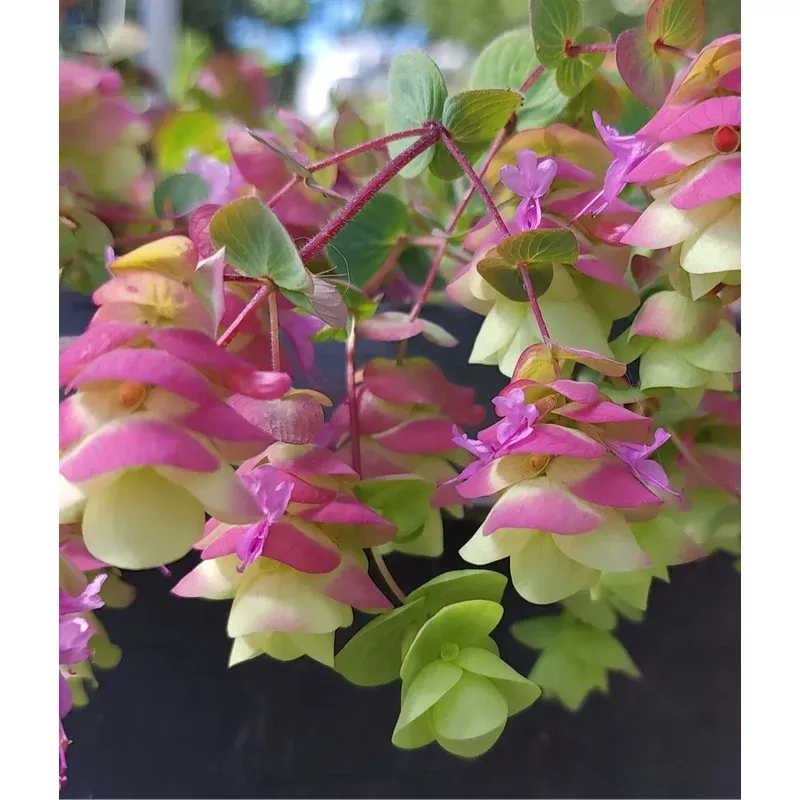 origanum-barbara-tingey Origanum 'Barbara Tingey'