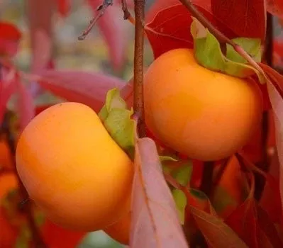 oriole-persimmon Oriole™ Persimmon