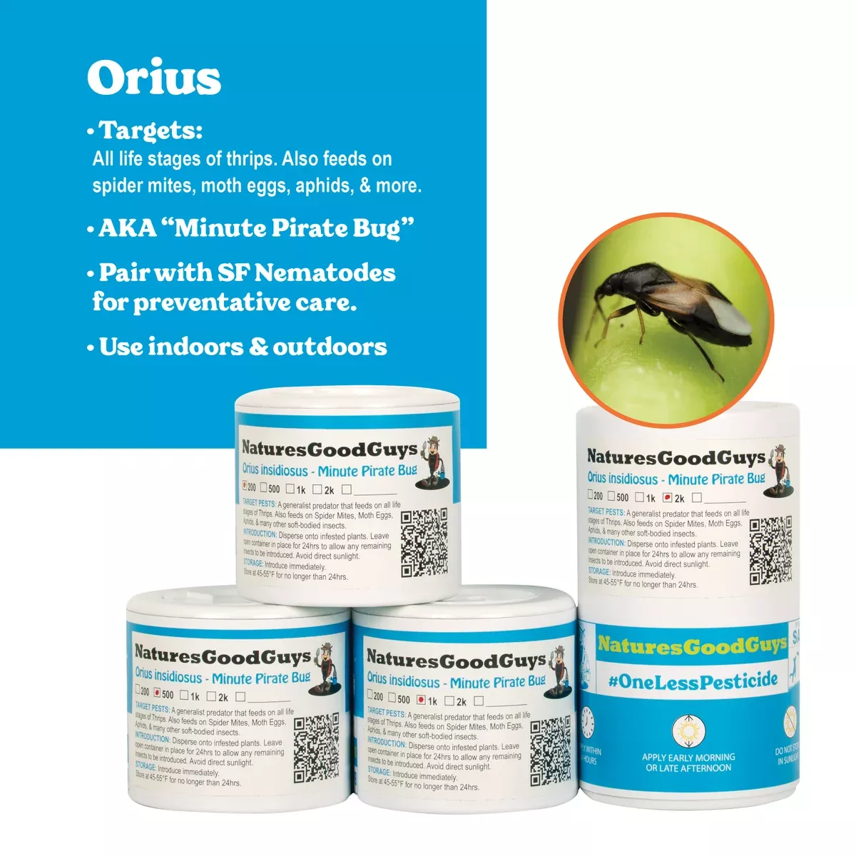 orius-insidiosus-minute-pirate-bug-thrips-control Orius insidiosus - Minute Pirate Bug - Thrips Control