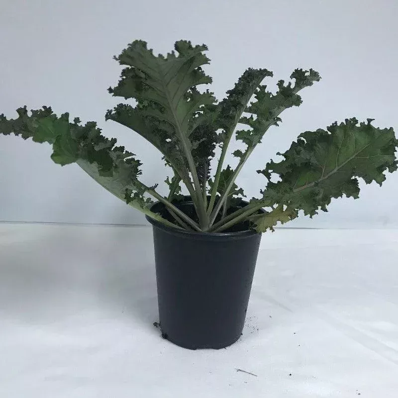 Ornamental Kale