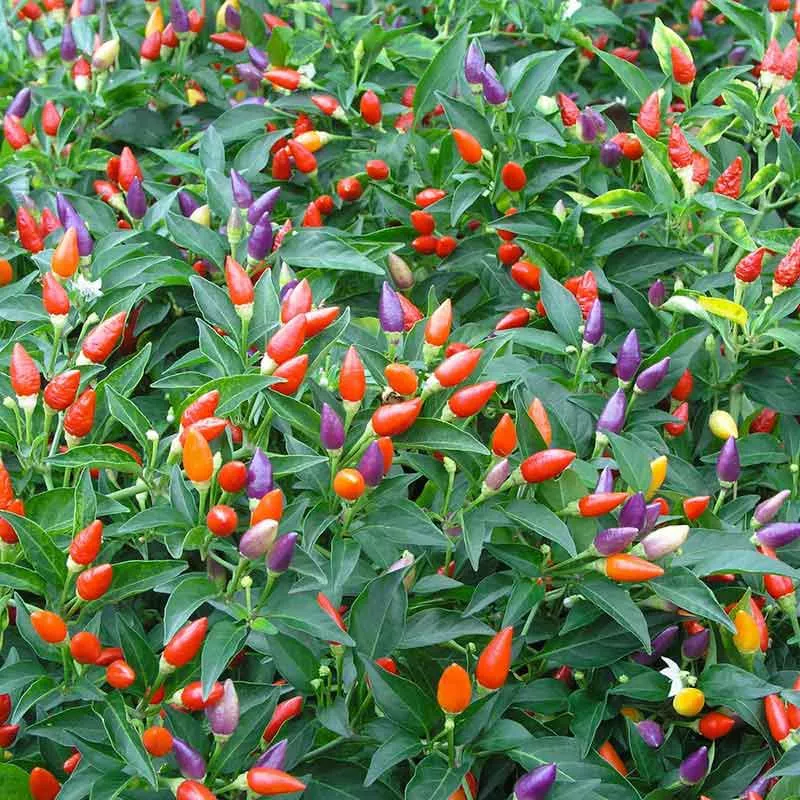 ornamental-pepper-seeds-mix Ornamental Pepper Seeds - Mix