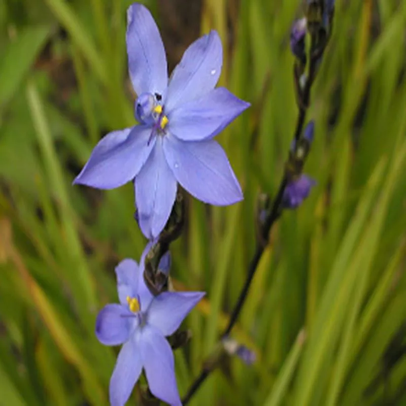 Orthrosanthus chimboracensis v. centroamerica