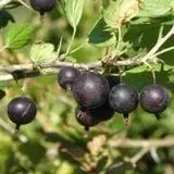 orus-8-goose-currant Orus 8 Goose/Currant