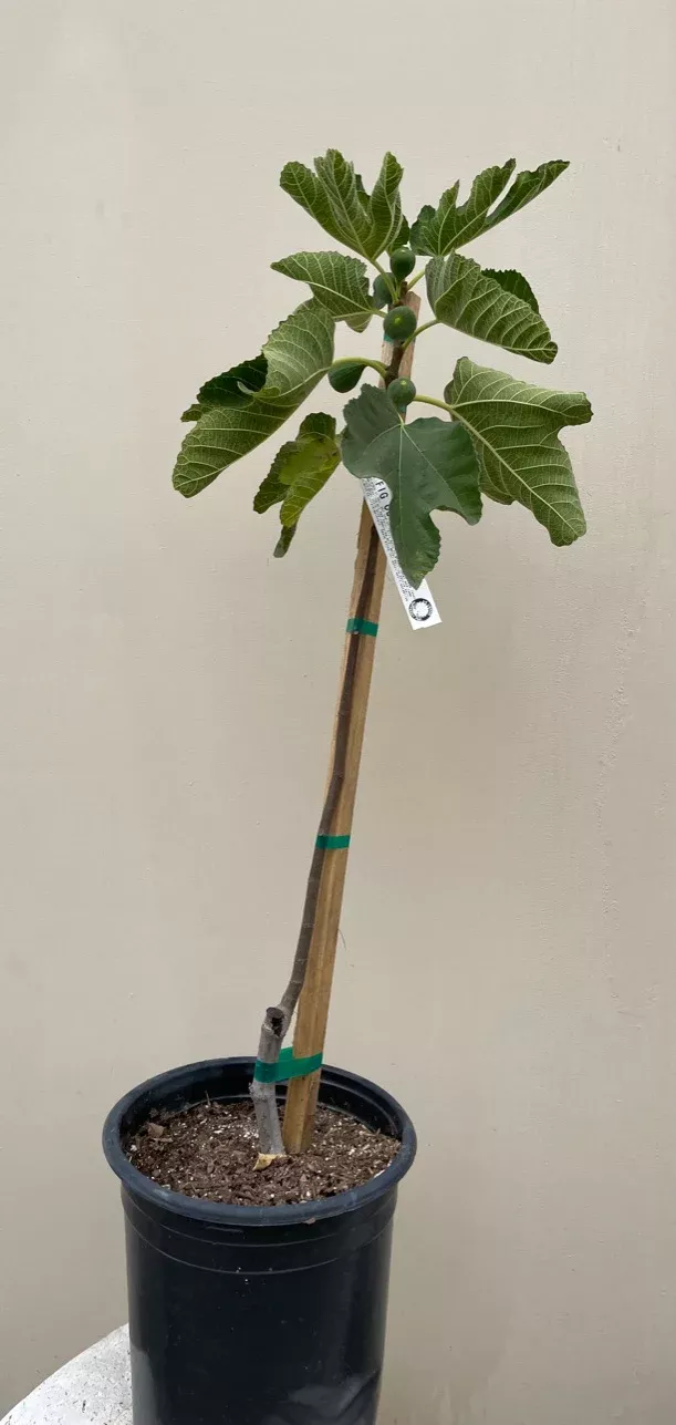osborne-fig Osborne Fig