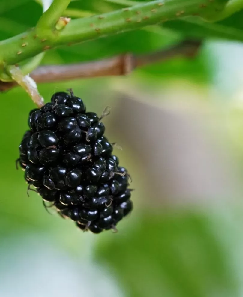 oscar-mulberry Oscar Mulberry