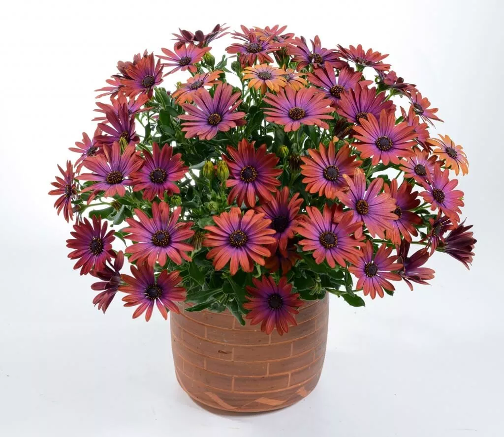 Osteospermum (African Daisy) - 'Ostica Bronze'