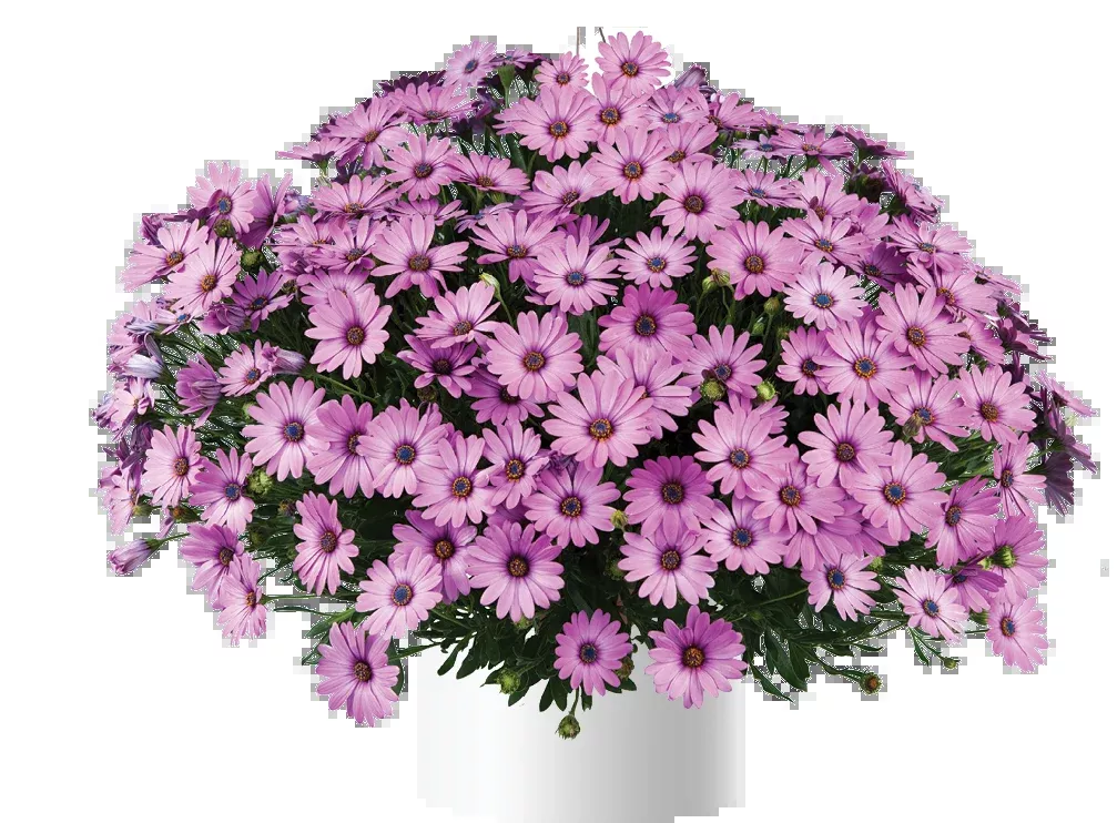 osteospermum-african-daisy-osticade-pink Osteospermum (African Daisy) - 'Osticade Pink'