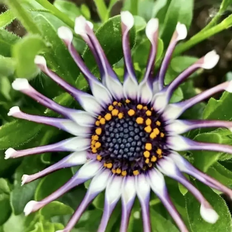 osteospermum-mix-seeds-spider-daisy-rare Osteospermum Mix Seeds Spider Daisy Rare