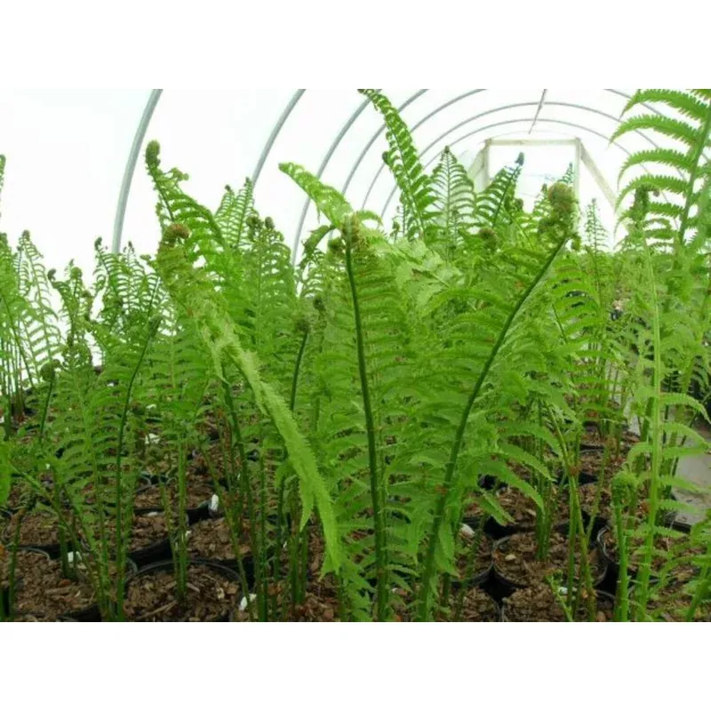 Ostrich Fern