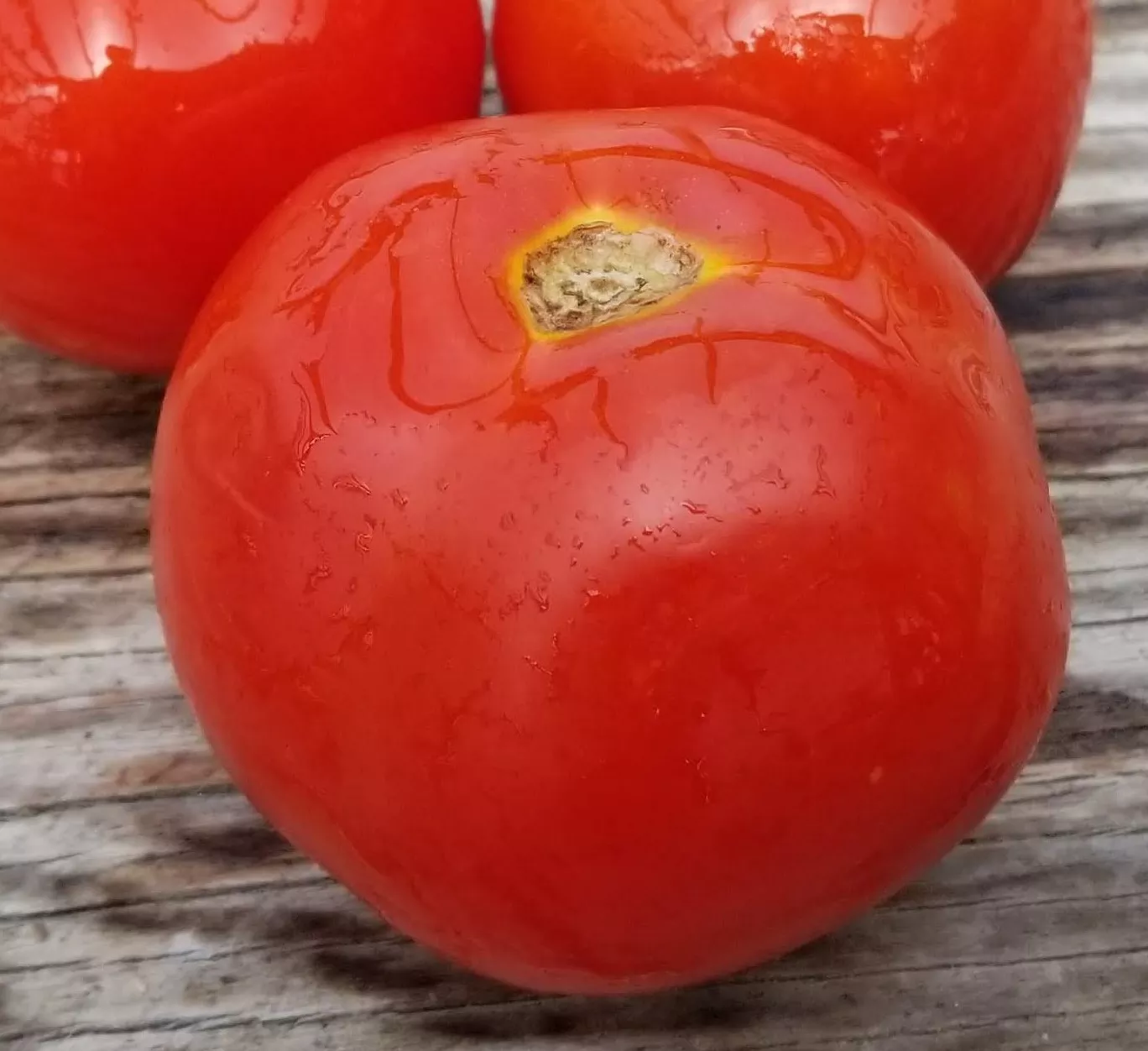 ottawa-tomato Ottawa Tomato