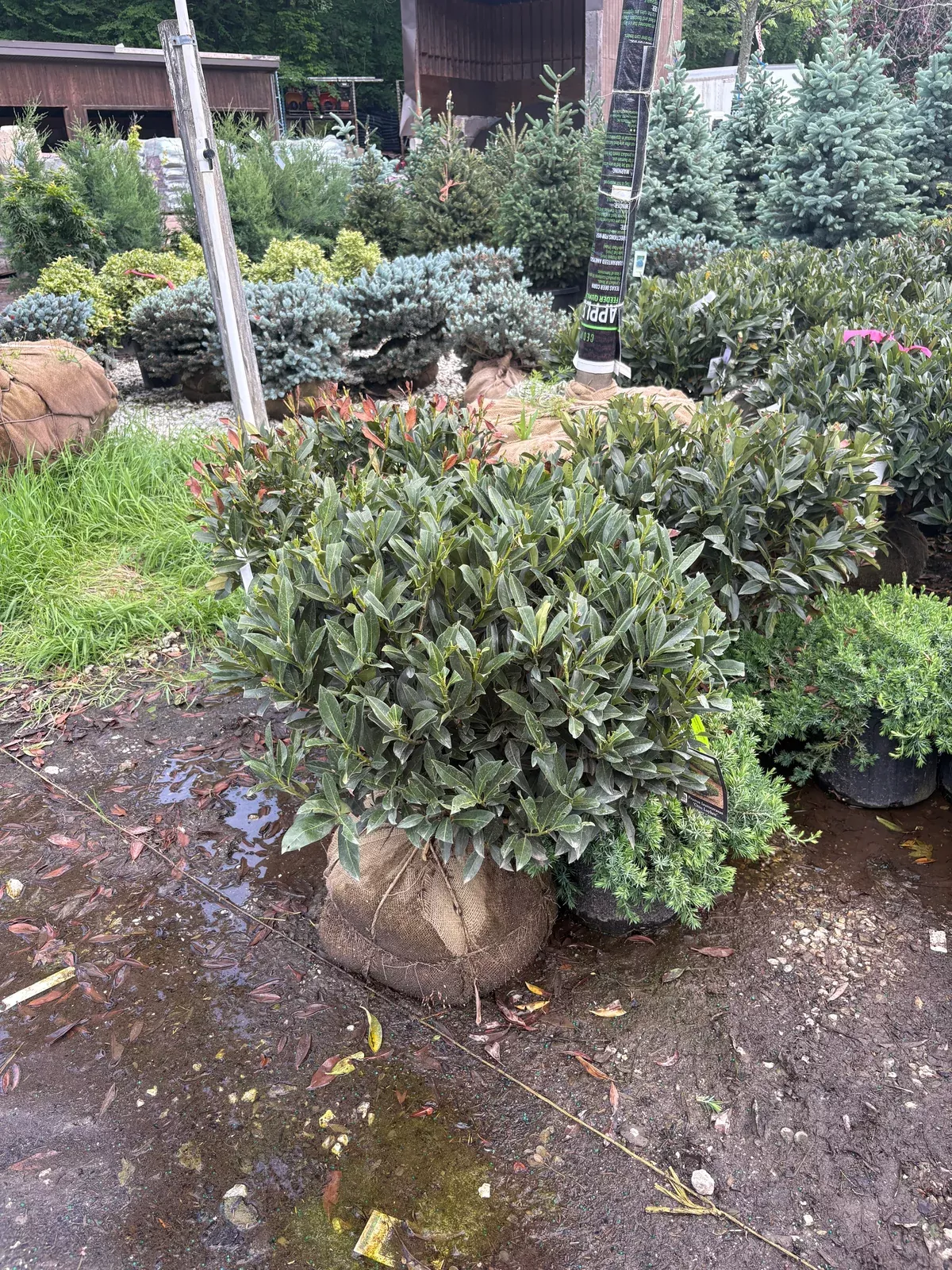 otto-luyken-cherry-laurel Otto Luyken Cherry Laurel