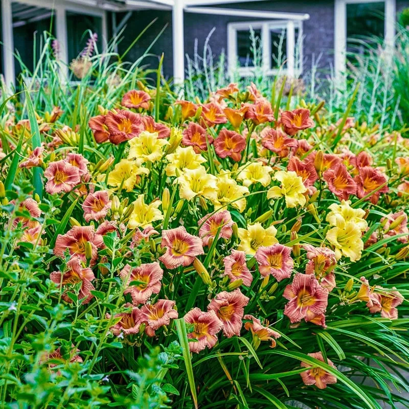our-choice-daylily Our Choice Daylily