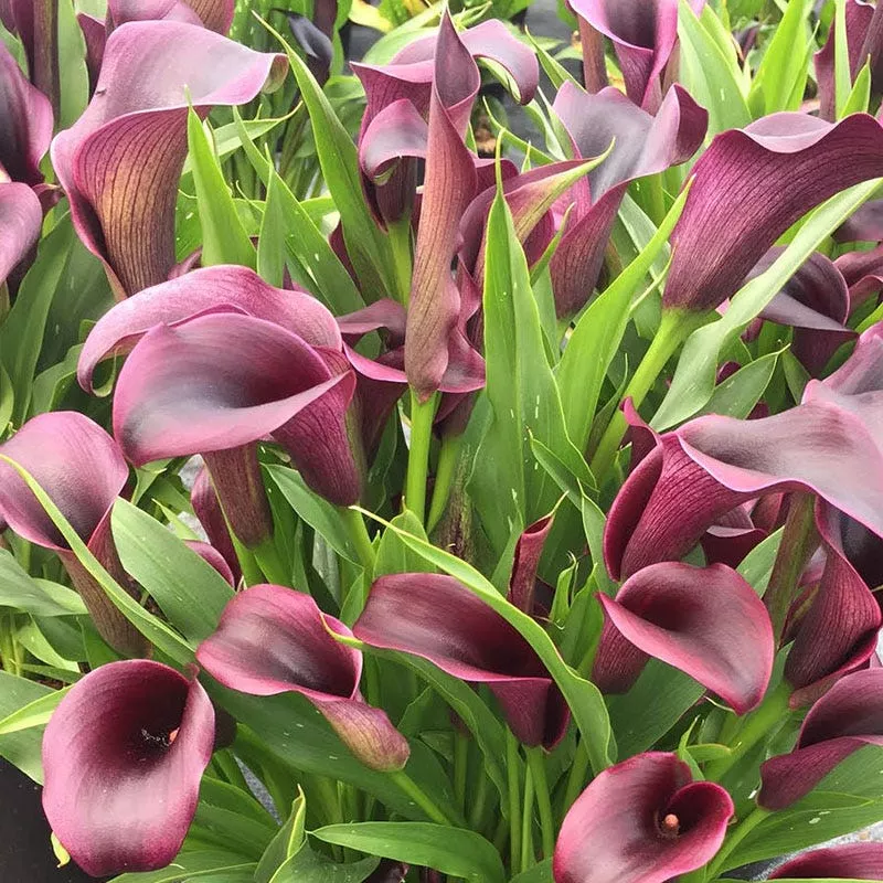 outback-calla-lily Outback Calla Lily