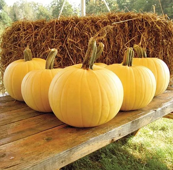owl-s-eye-f1-pumpkin Owl’s Eye F1 Pumpkin