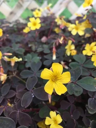 oxalis-burgundy Oxalis (Burgundy)