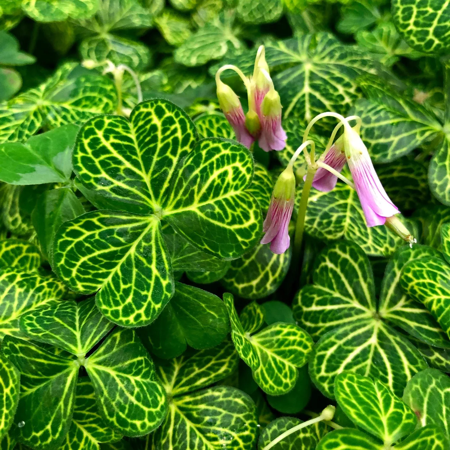 oxalis-corymbosa-aureo-reticulata Oxalis corymbosa aureo-reticulata