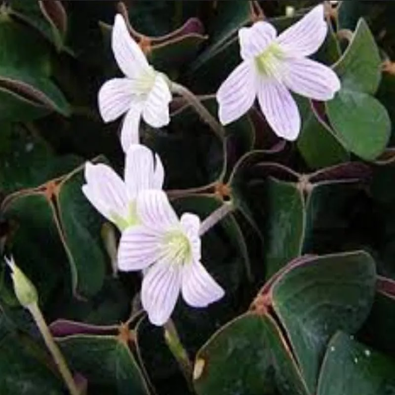 oxalis-oregana-klamath-ruby Oxalis oregana 'Klamath Ruby'