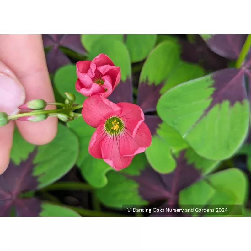 oxalis-tetraphylla-iron-cross-shamrock Oxalis tetraphylla - Iron Cross Shamrock