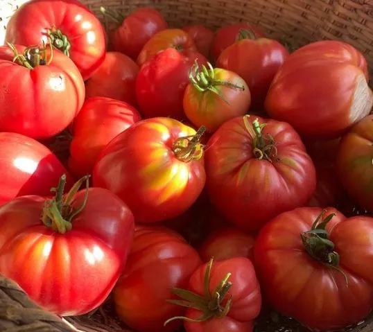 oxheart-tomato Oxheart Tomato