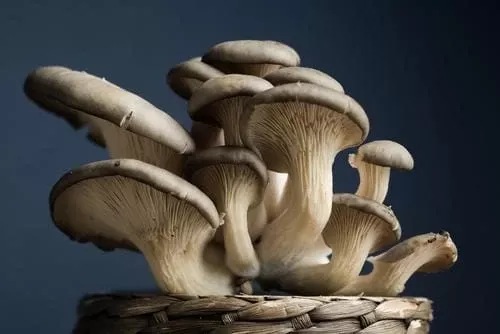 oyster-mushroom-dowels-100 Oyster Mushroom Dowels (100)