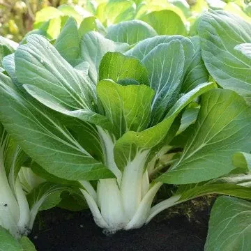 pac-choy-bopack Pac Choy: Bopack