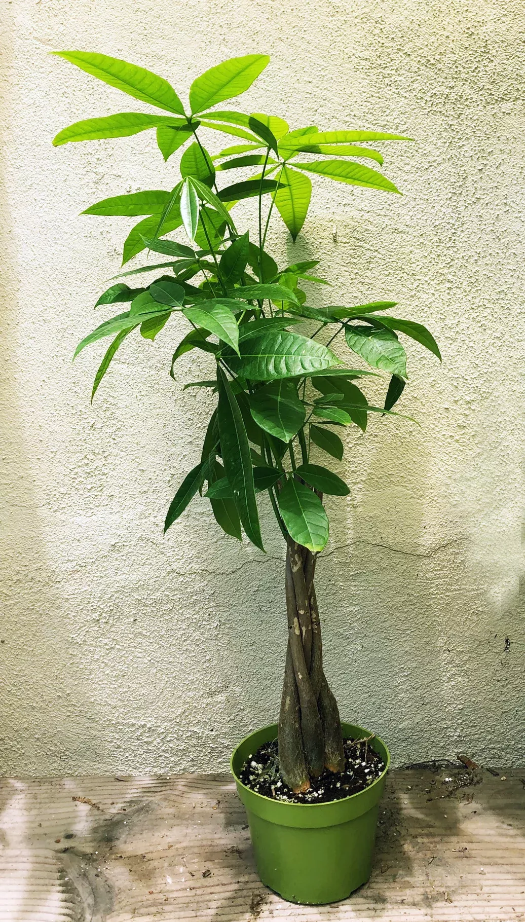 pachira-aquatica-money-tree Pachira aquatica (money tree)