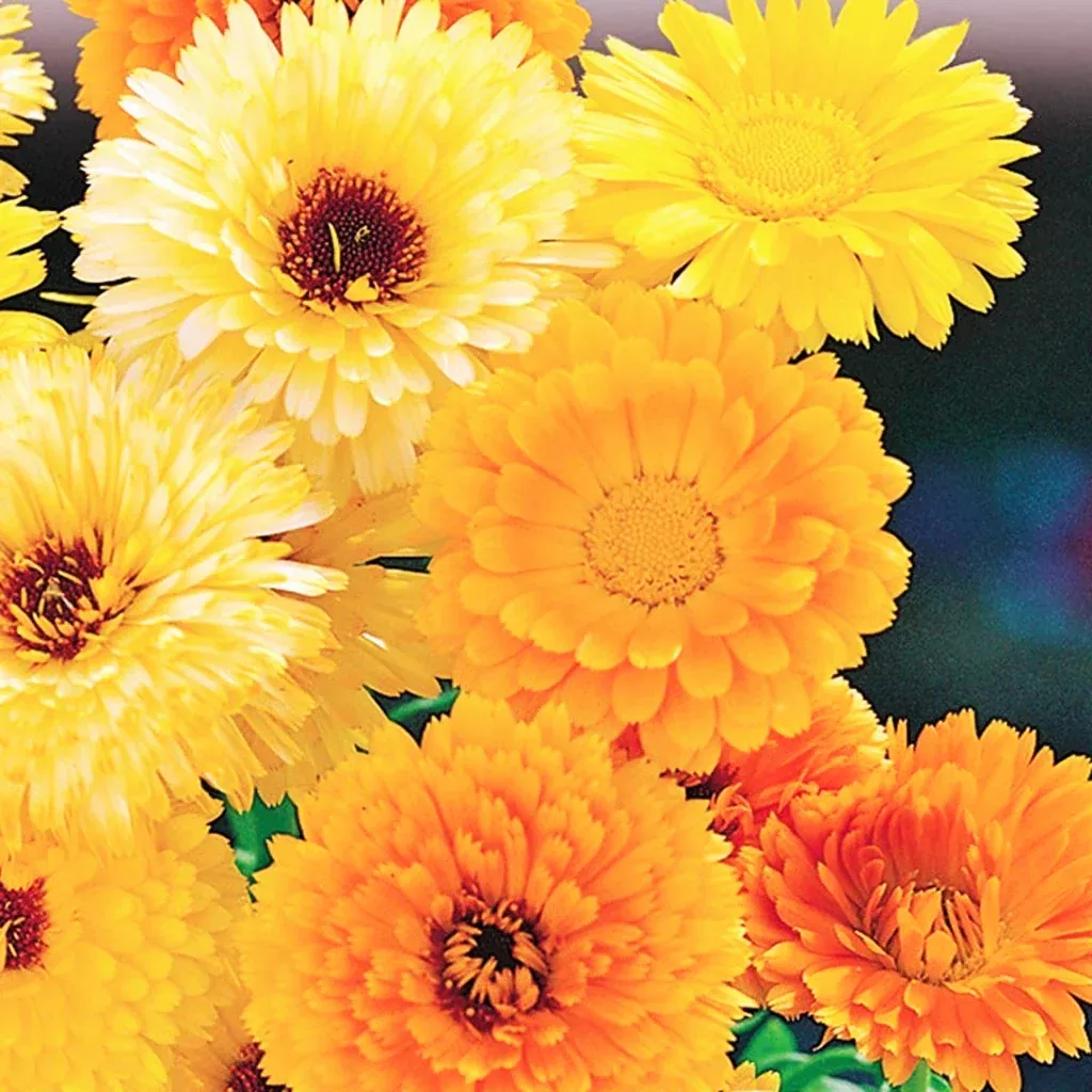 pacific-beauty-mix-calendula Pacific Beauty Mix Calendula