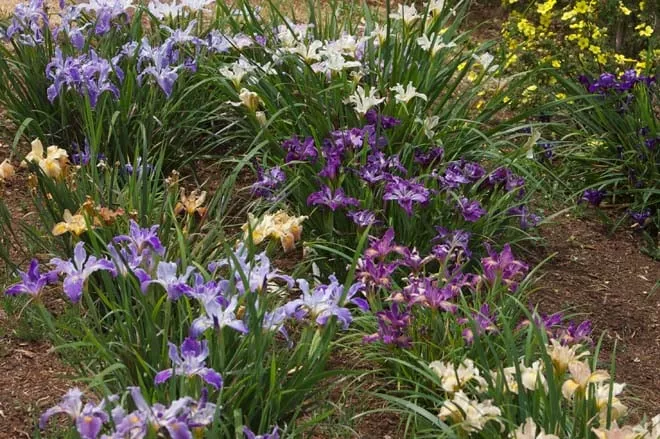 pacific-coast-iris Pacific Coast Iris