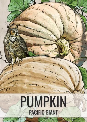 Pacific Giant Pumpkin (Cucurbita maxima)