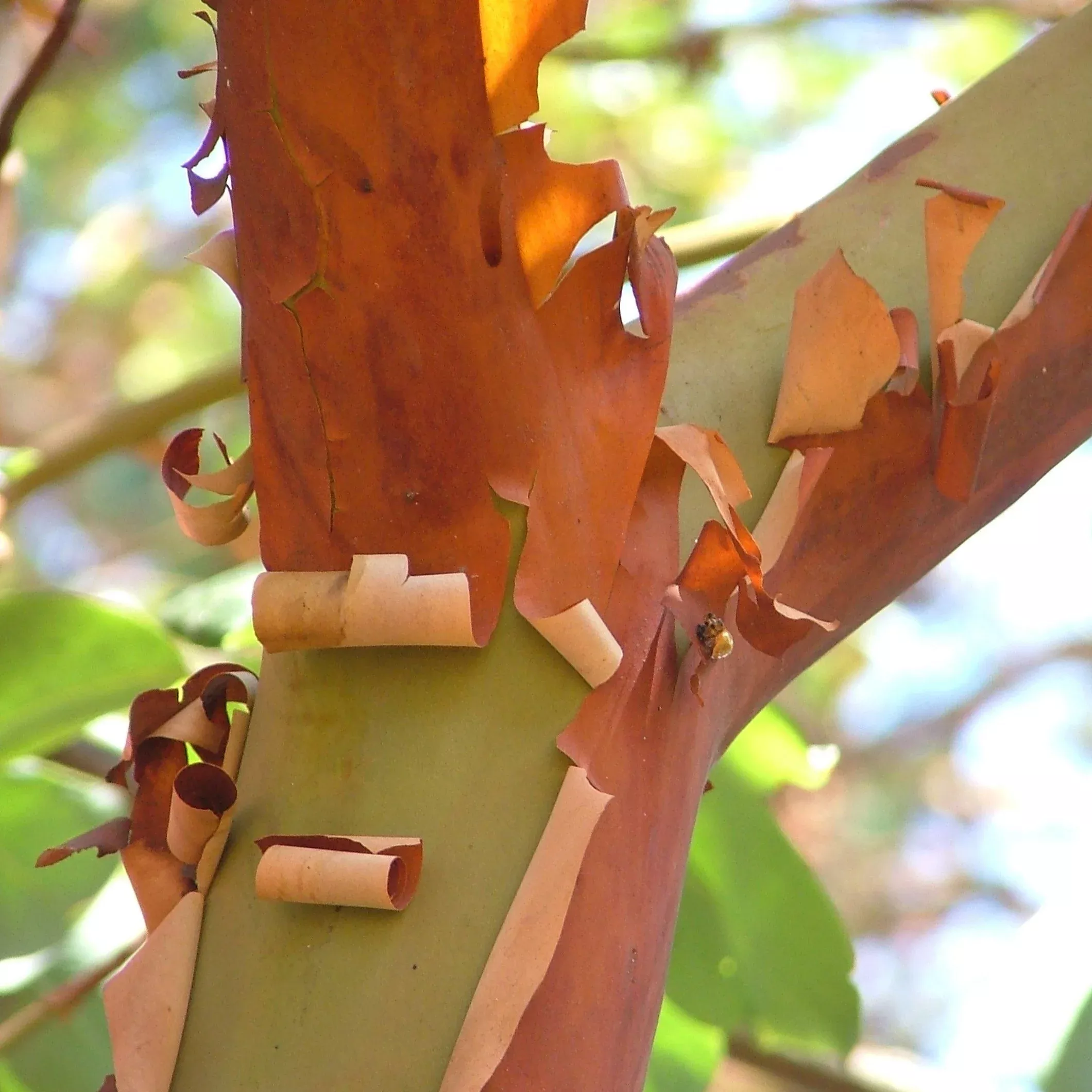 Pacific Madrone