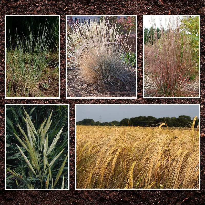 pacific-northwest-native-grass-seed-mix Pacific Northwest Native Grass Seed Mix