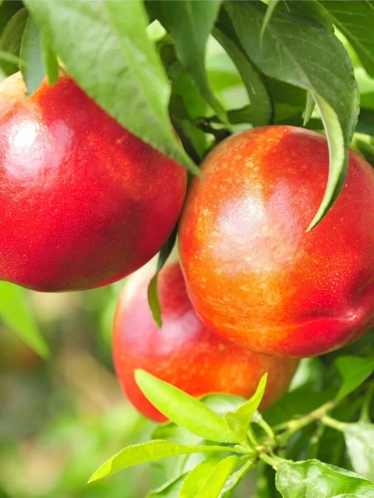 pacific-pride-nectarine Pacific Pride™ Nectarine