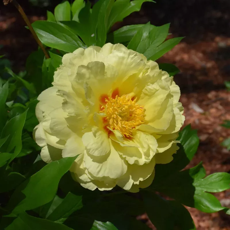 paeonia-bartzella Paeonia 'Bartzella'