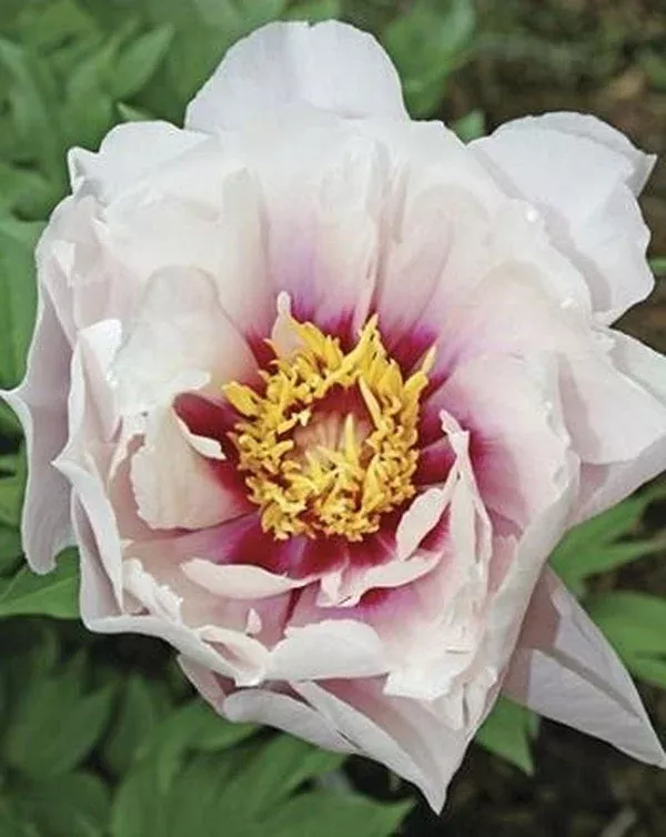Paeonia 'Cora Louise'