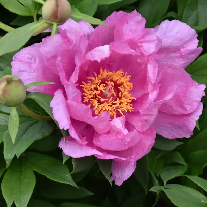 Paeonia 'First Arrival'