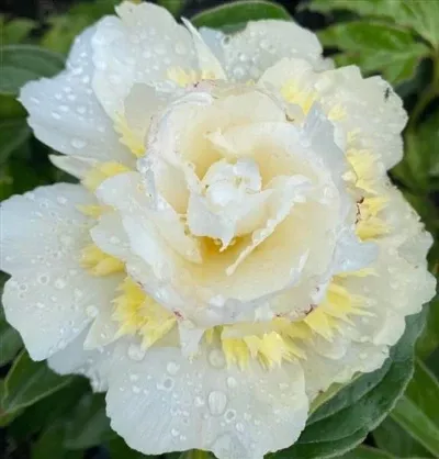 paeonia-honey-gold-garden-peony Paeonia Honey Gold Garden Peony