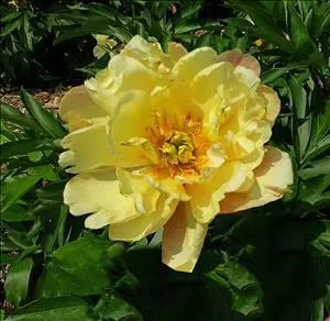 paeonia-joanna-marlene-itoh-intersectional-10-plants Paeonia 'Joanna Marlene' (Itoh Intersectional) (10) plants