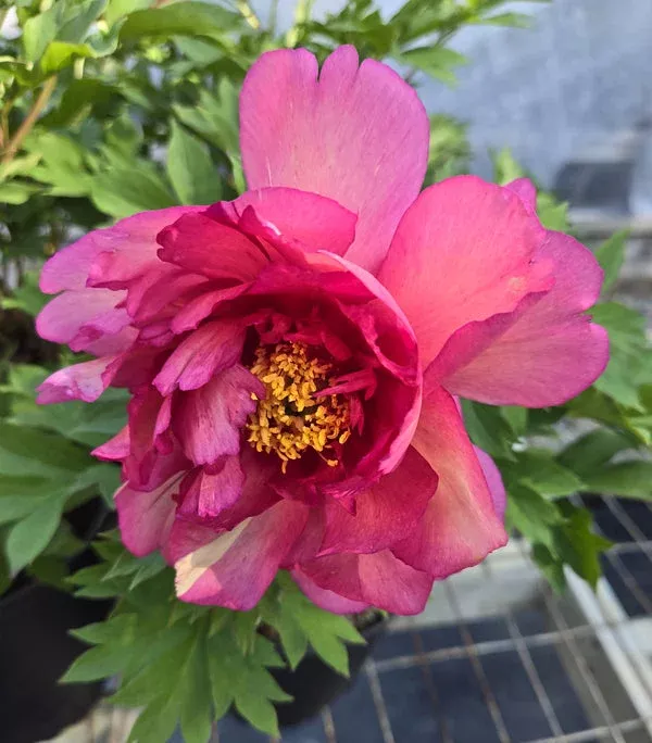 Paeonia 'Julia Rose'