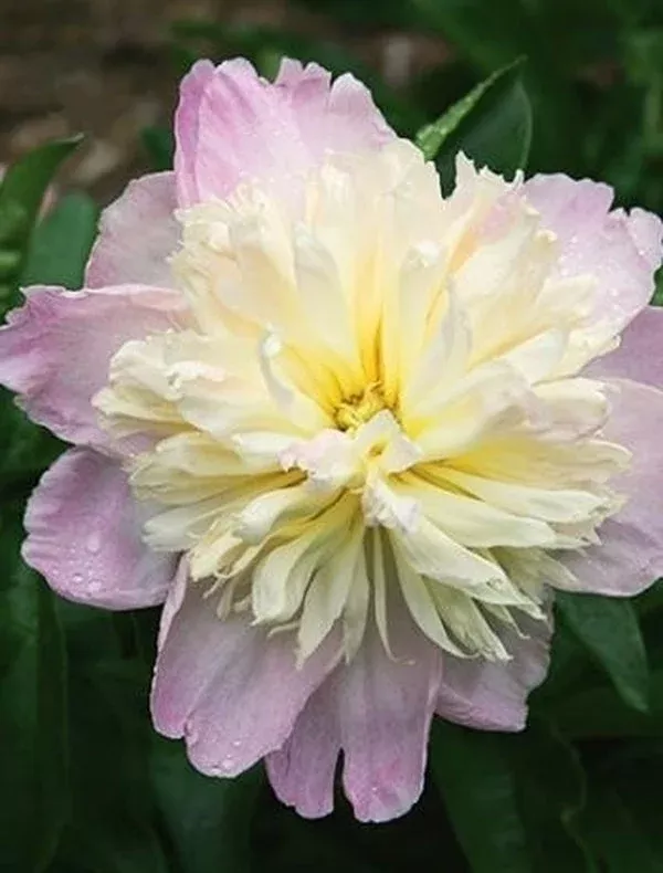 Paeonia 'Raspberry Sundae'
