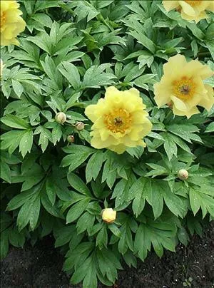 paeonia-sequestered-sunshine-10-plants Paeonia 'Sequestered Sunshine' (10) plants