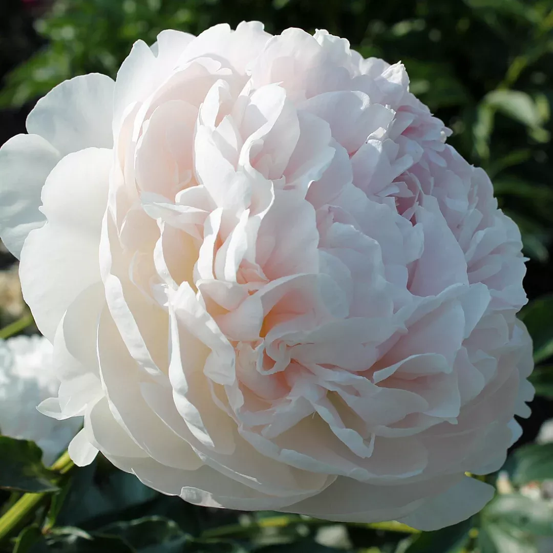 Paeonia 'Shirley Temple'