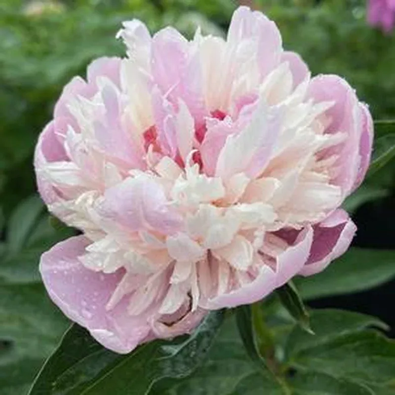 paeonia-sorbet-peony Paeonia ‘Sorbet’ Peony