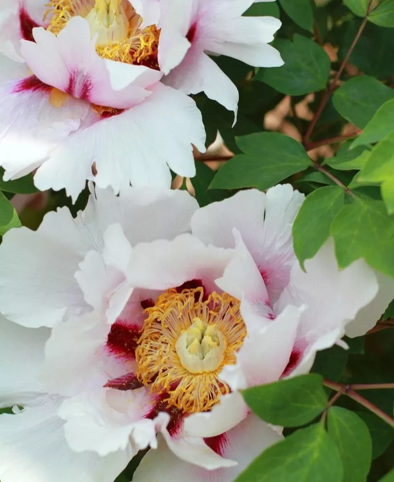 paeonia-suffruticosa-peony Paeonia Suffruticosa Peony
